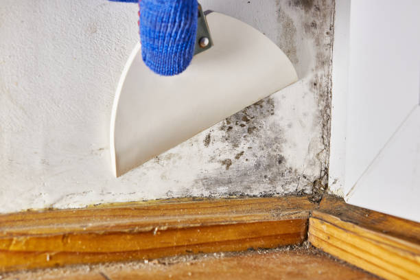 Best Emergency Mold Remediation  in Madisonville, LA